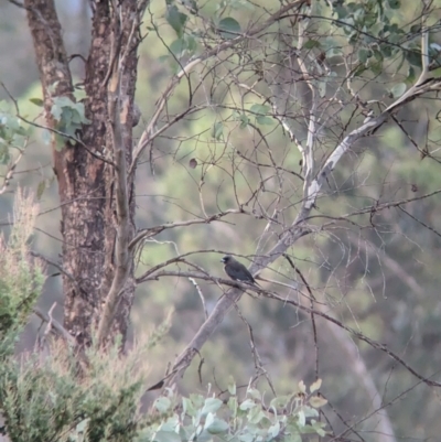 Artamus cyanopterus cyanopterus (Dusky Woodswallow) at Allans Flat, VIC - 18 Feb 2024 by Darcy