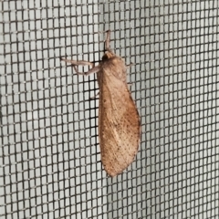 Elhamma australasiae (A Swift or Ghost moth (Hepialidae)) at Hawker, ACT - 18 Feb 2024 by sangio7