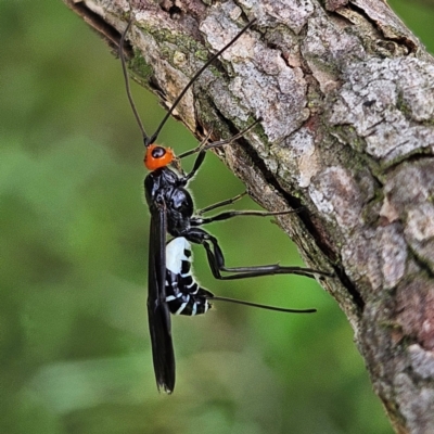 Callibracon capitator (White Flank Black Braconid Wasp) at QPRC LGA - 18 Feb 2024 by MatthewFrawley