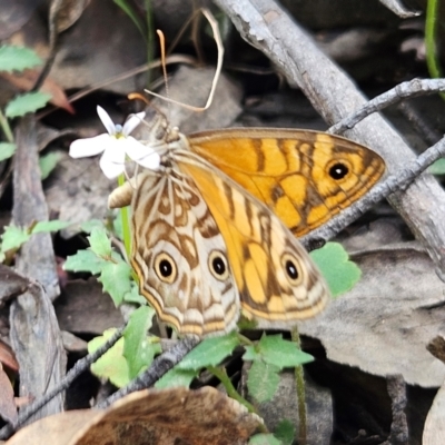 Geitoneura acantha (Ringed Xenica) at Monga National Park - 18 Feb 2024 by MatthewFrawley