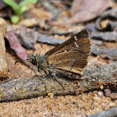 Dispar compacta (Barred Skipper) at Monga National Park - 18 Feb 2024 by MatthewFrawley