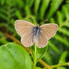 Zizina otis (Common Grass-Blue) at Monga, NSW - 18 Feb 2024 by MatthewFrawley