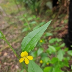 Goodenia ovata at QPRC LGA - 18 Feb 2024