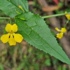 Goodenia ovata at QPRC LGA - 18 Feb 2024