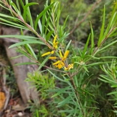 Persoonia linearis at QPRC LGA - 18 Feb 2024