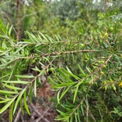 Persoonia linearis at QPRC LGA - 18 Feb 2024 02:31 PM