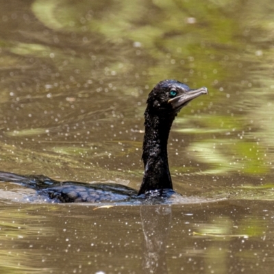 Phalacrocorax sulcirostris (Little Black Cormorant) at Warragul, VIC - 23 Jan 2024 by Petesteamer