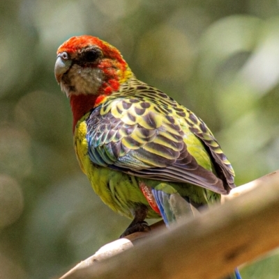 Platycercus eximius (Eastern Rosella) at Warragul, VIC - 6 Feb 2024 by Petesteamer