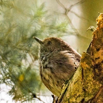 Acanthiza pusilla (Brown Thornbill) at Warragul, VIC - 6 Feb 2024 by Petesteamer