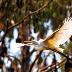 Ardea alba (Great Egret) at Warragul, VIC - 6 Feb 2024 by Petesteamer