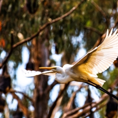 Ardea alba (Great Egret) at Warragul, VIC - 6 Feb 2024 by Petesteamer