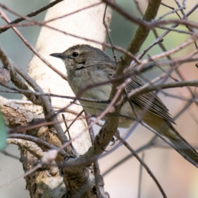 Pachycephala pectoralis (Golden Whistler) at Chiltern-Mt Pilot National Park - 11 Nov 2023 by Petesteamer