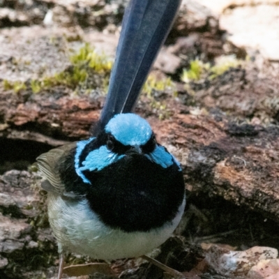 Malurus cyaneus (Superb Fairywren) at Chiltern-Mt Pilot National Park - 12 Nov 2023 by Petesteamer