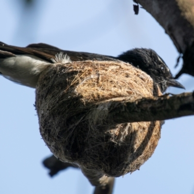 Rhipidura leucophrys (Willie Wagtail) at Chiltern-Mt Pilot National Park - 11 Nov 2023 by Petesteamer