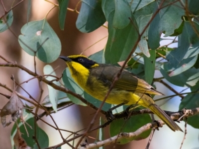 Lichenostomus melanops (Yellow-tufted Honeyeater) at Chiltern-Mt Pilot National Park - 11 Nov 2023 by Petesteamer