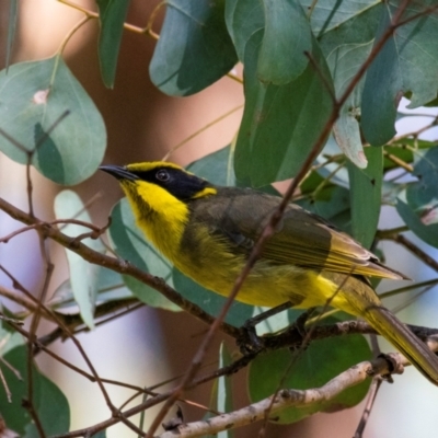 Lichenostomus melanops (Yellow-tufted Honeyeater) at Chiltern-Mt Pilot National Park - 11 Nov 2023 by Petesteamer