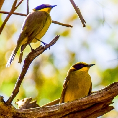 Lichenostomus melanops (Yellow-tufted Honeyeater) at Chiltern-Mt Pilot National Park - 8 Nov 2017 by Petesteamer