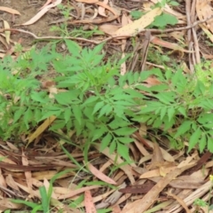 Bidens subalternans (Greater Beggars Ticks) at Tharwa, ACT - 16 Feb 2024 by RodDeb