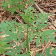 Bidens subalternans at Gigerline Nature Reserve - 16 Feb 2024