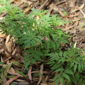 Bidens subalternans at Gigerline Nature Reserve - 16 Feb 2024