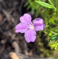 Coopernookia barbata (Purple Coopernookia) at Tallong, NSW - 17 Feb 2024 by Jubeyjubes