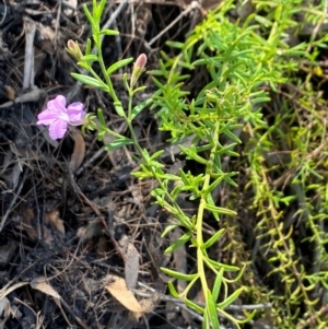 Coopernookia barbata at Tallong, NSW - 17 Feb 2024