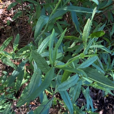Senecio linearifolius (Fireweed Groundsel, Fireweed) at Long Point Lookout (Morton National Park) - 17 Feb 2024 by Jubeyjubes