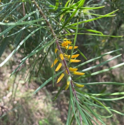 Persoonia linearis (Narrow-leaved Geebung) at Tallong, NSW - 17 Feb 2024 by Jubeyjubes