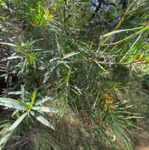 Persoonia linearis at Tallong, NSW - 17 Feb 2024