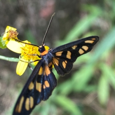 Amata (genus) (Handmaiden Moth) at Long Point Lookout (Morton National Park) - 17 Feb 2024 by Jubeyjubes