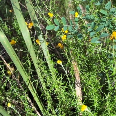 Chrysocephalum semipapposum (Clustered Everlasting) at Tallong, NSW - 17 Feb 2024 by Jubeyjubes