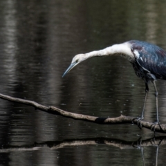 Ardea pacifica (White-necked Heron) at Chiltern-Mt Pilot National Park - 12 Nov 2023 by Petesteamer