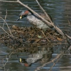 Tachybaptus novaehollandiae (Australasian Grebe) at Chiltern-Mt Pilot National Park - 12 Nov 2023 by Petesteamer