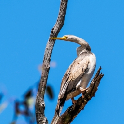 Anhinga novaehollandiae (Australasian Darter) at Chiltern-Mt Pilot National Park - 12 Nov 2023 by Petesteamer