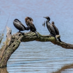 Phalacrocorax sulcirostris (Little Black Cormorant) at Chiltern-Mt Pilot National Park - 12 Nov 2023 by Petesteamer