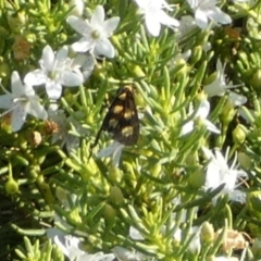 Asura (genus) (a Tiger moth) at Bicentennial Park - 19 Feb 2024 by Paul4K
