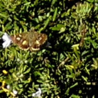 Dispar compacta (Barred Skipper) at Queanbeyan West, NSW - 18 Feb 2024 by Paul4K