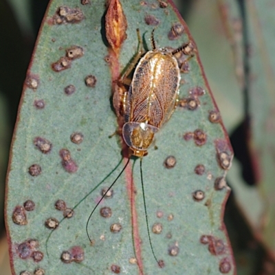 Balta spuria (A Balta Cockroach) at Throsby, ACT - 17 Feb 2024 by betchern0t