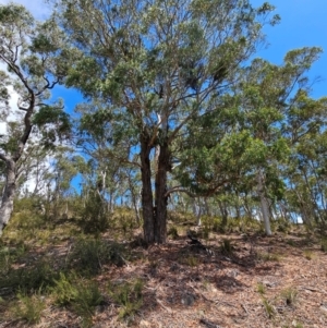 Eucalyptus melliodora at QPRC LGA - 18 Feb 2024 12:44 PM