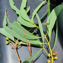 Eucalyptus melliodora at QPRC LGA - 18 Feb 2024 12:44 PM