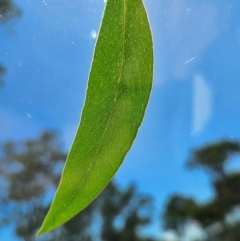 Eucalyptus melliodora at QPRC LGA - 18 Feb 2024 12:44 PM