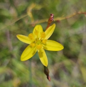 Tricoryne elatior at QPRC LGA - 18 Feb 2024