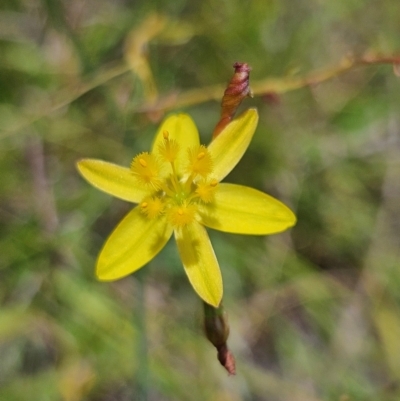 Tricoryne elatior (Yellow Rush Lily) at Googong Foreshore - 18 Feb 2024 by BrianSummers