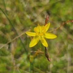 Tricoryne elatior at QPRC LGA - 18 Feb 2024