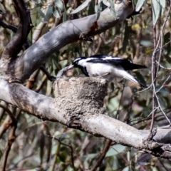 Grallina cyanoleuca (Magpie-lark) at Chiltern-Mt Pilot National Park - 10 Nov 2017 by Petesteamer