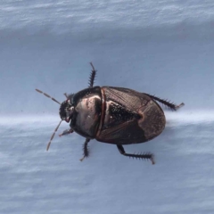 Adrisa sp. (genus) (Burrowing Bug) at Turner, ACT - 17 Feb 2024 by ConBoekel