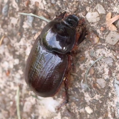 Dasygnathus sp. (genus) (Rhinoceros beetle) at Turner, ACT - 18 Feb 2024 by ConBoekel