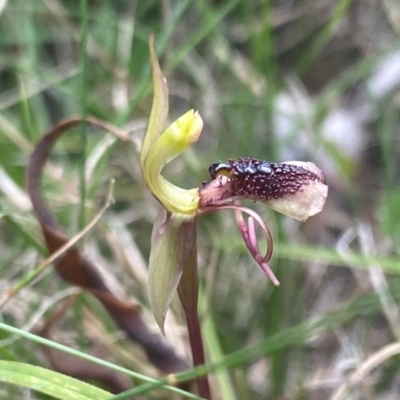 Chiloglottis reflexa (Short-clubbed Wasp Orchid) at Mongarlowe, NSW - 28 Jan 2024 by NedJohnston