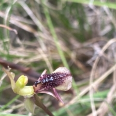 Chiloglottis reflexa at QPRC LGA - suppressed