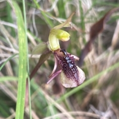 Chiloglottis reflexa at QPRC LGA - suppressed